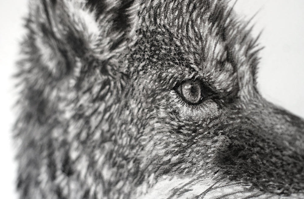 Coyote Portrait