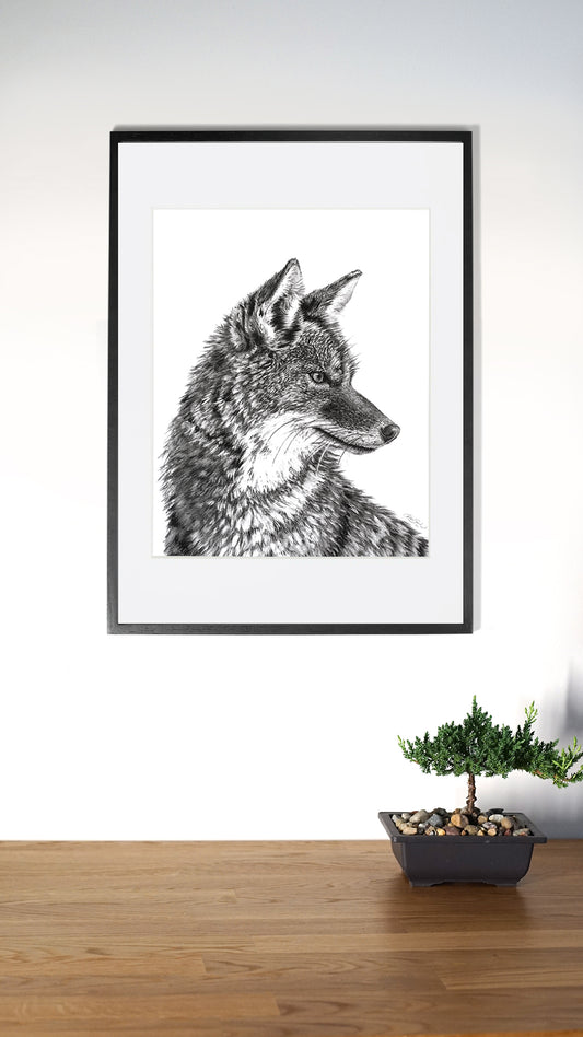 Coyote Portrait