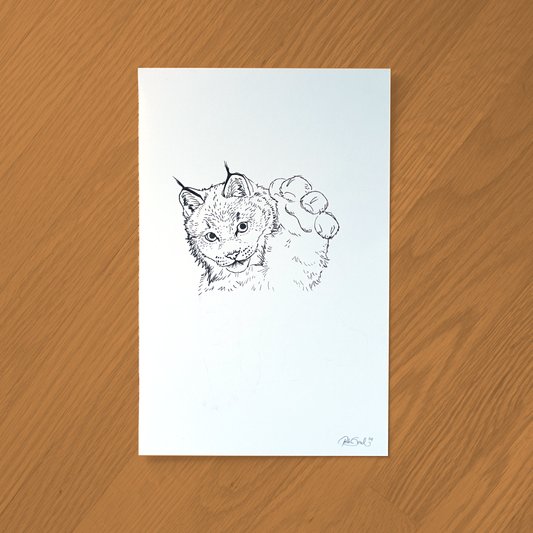Lynx Ink Drawing
