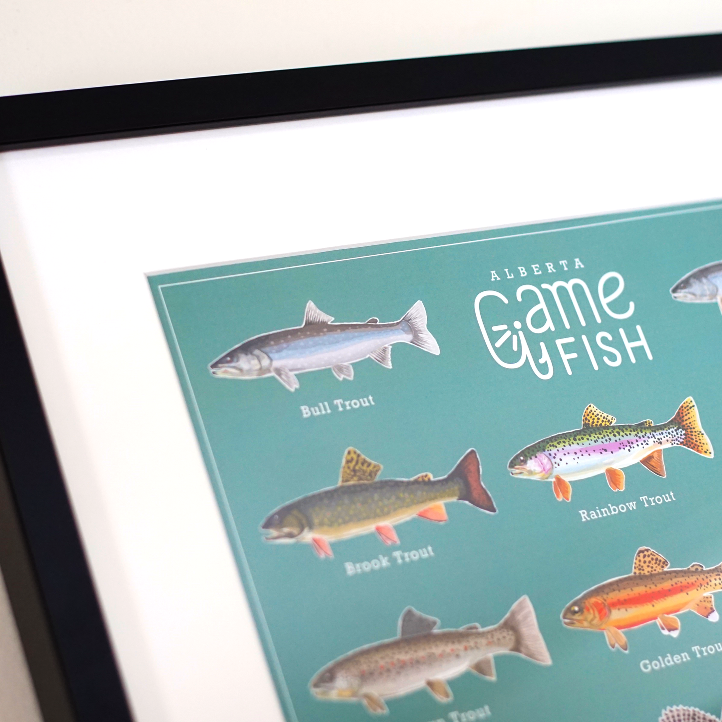Alberta Game Fish Poster & Sticker Set