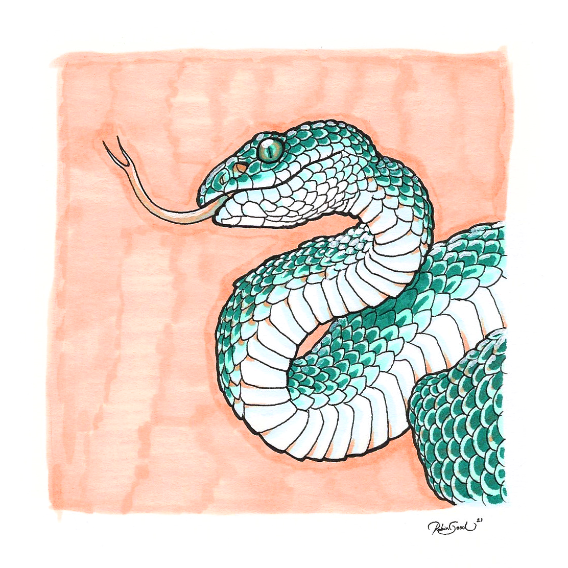 Pit Viper - Framed