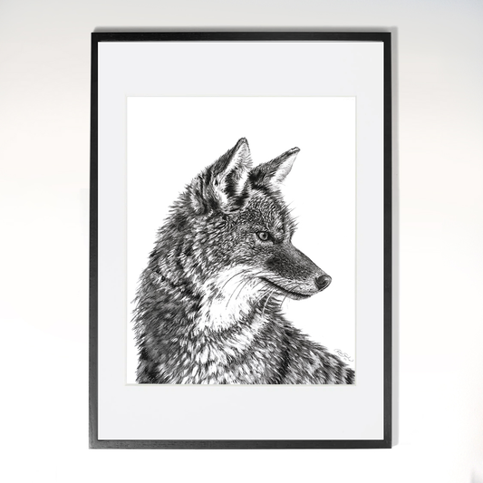 Coyote Portrait