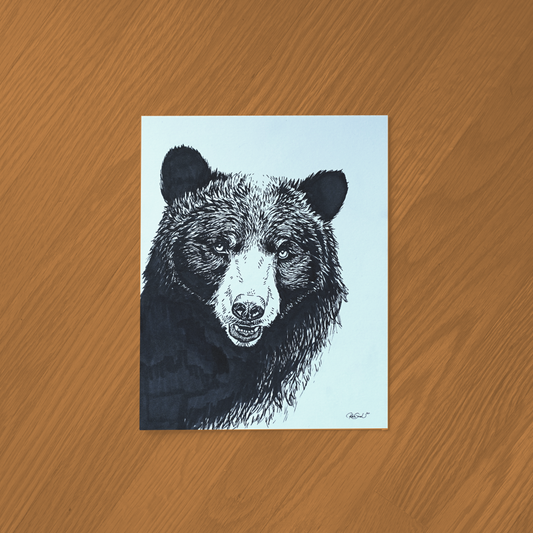 Black Bear Ink Drawing - Framed