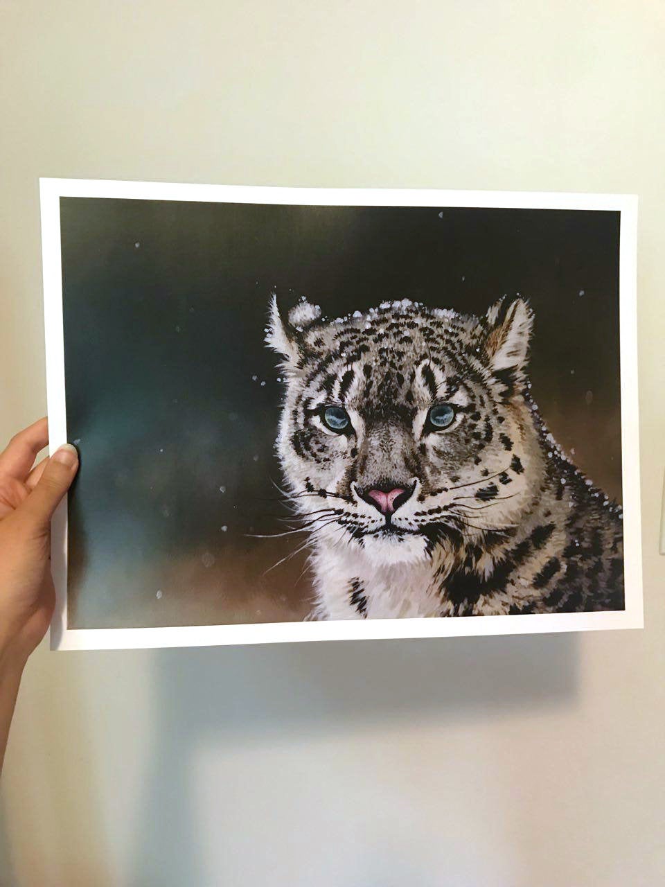 Snow Leopard Portrait Print