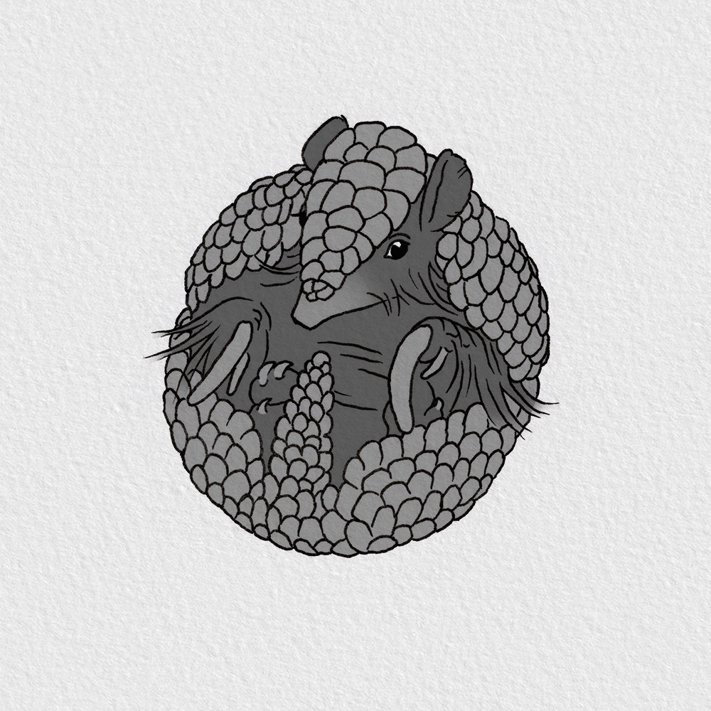 Armadillo