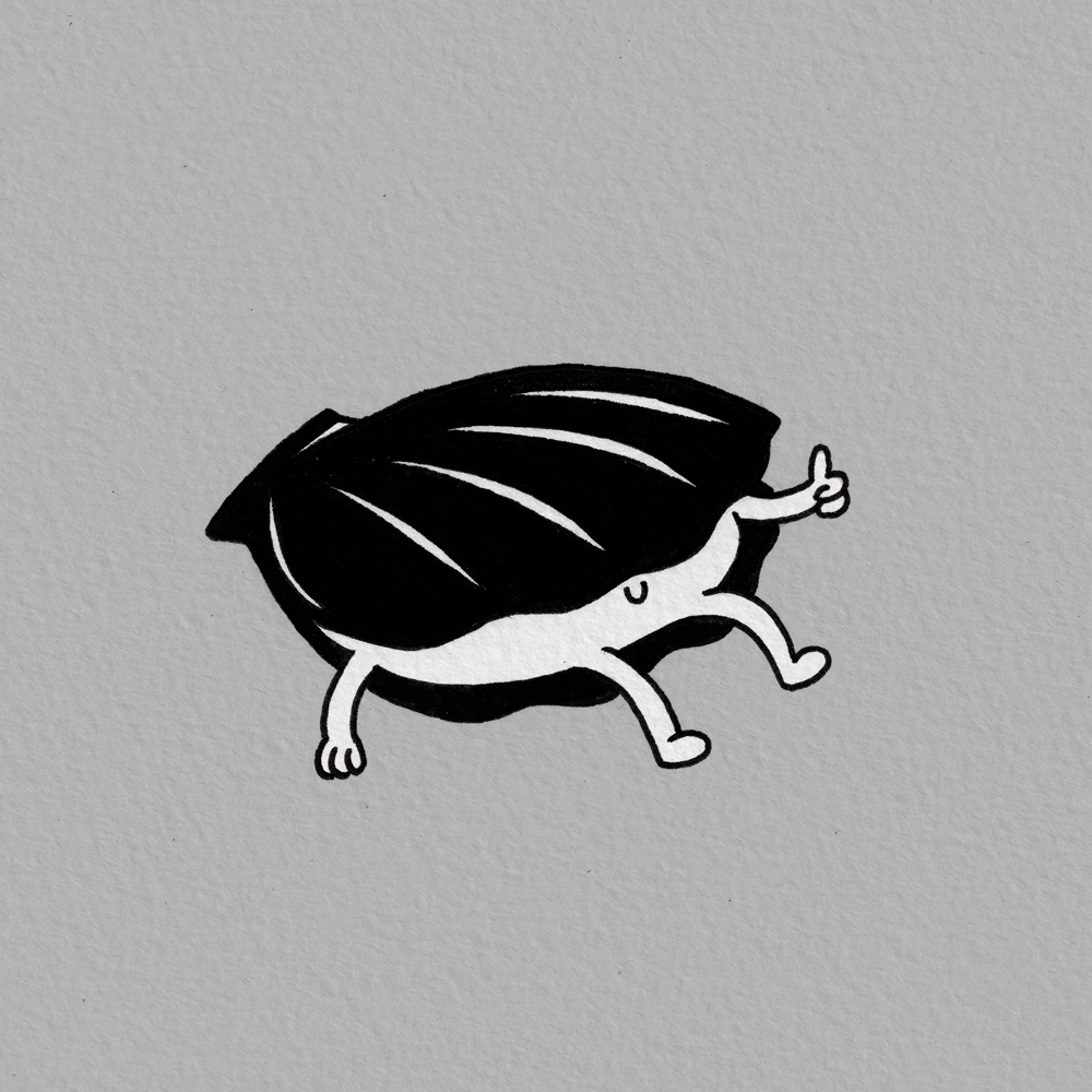 Scallop