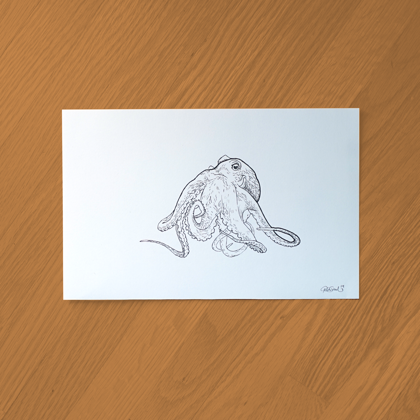 Octopus Ink Drawing - Framed